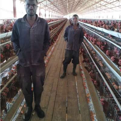 Poultry Battery Chicken Cages For Layers For Farms In Ghana